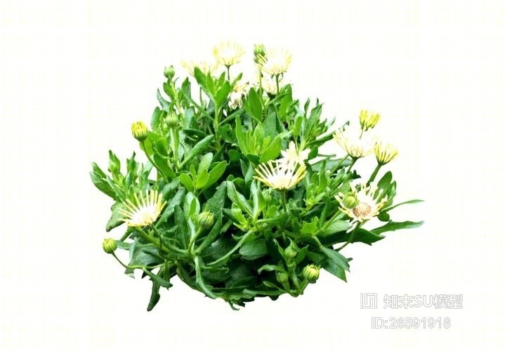 2D灌木SU模型下载【ID:26591918】
