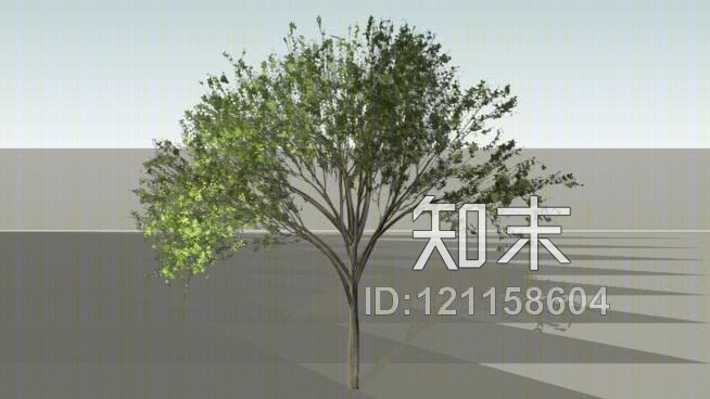 2D树（2D）SU模型下载【ID:121158604】