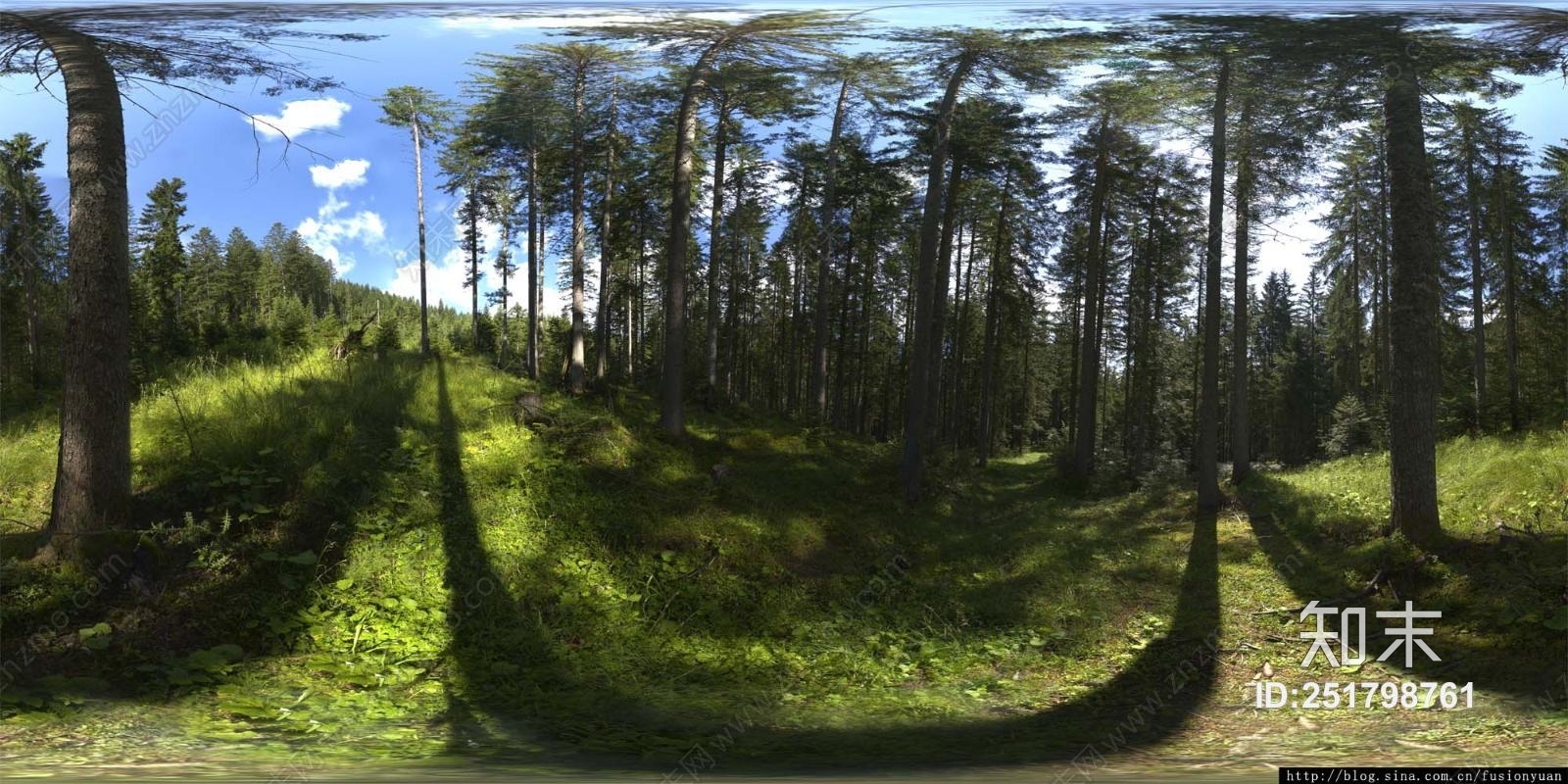 HDRI 360 Forest