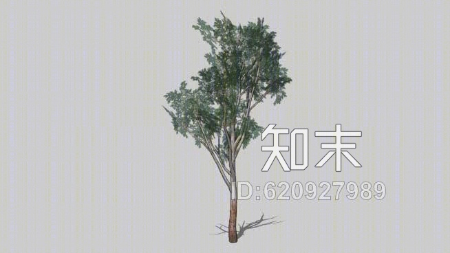 蓝桉树SU模型下载【ID:620927989】