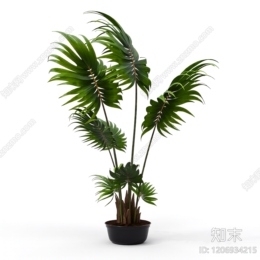 盆栽棕榈植物3D模型下载【ID:1206934215】