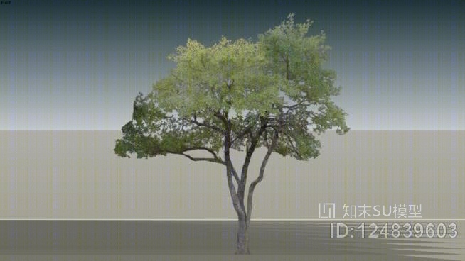 栎树SU模型下载【ID:124839603】