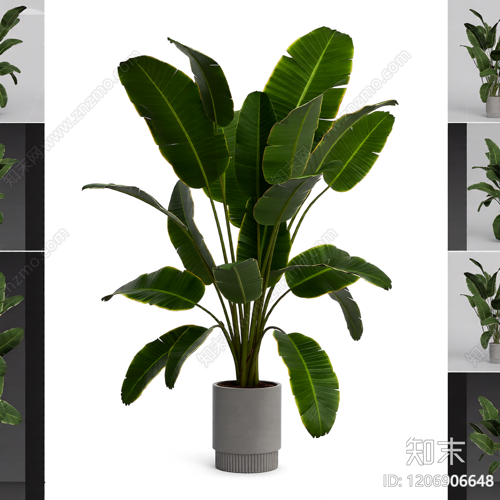 盆栽植物装饰3D模型下载【ID:1206906648】