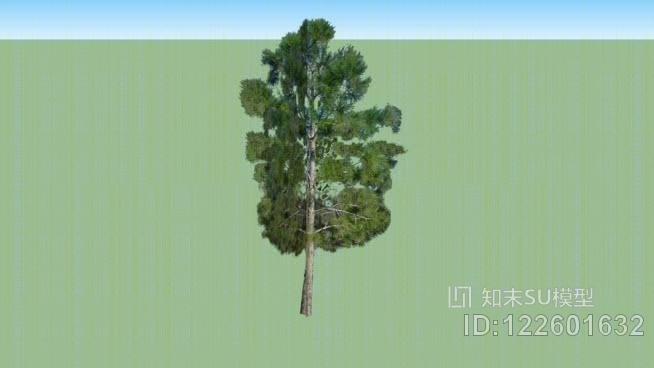 海湾/大西洋松树SU模型下载【ID:122601632】