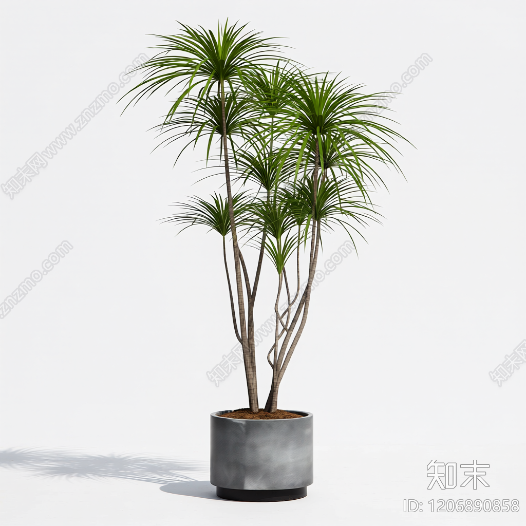 盆栽龙血树装饰3D模型下载【ID:1206890858】