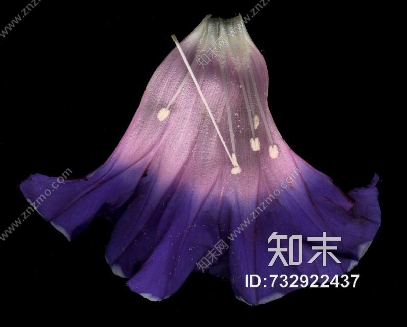 其他杂项-植物纹理贴图下载【ID:732922437】