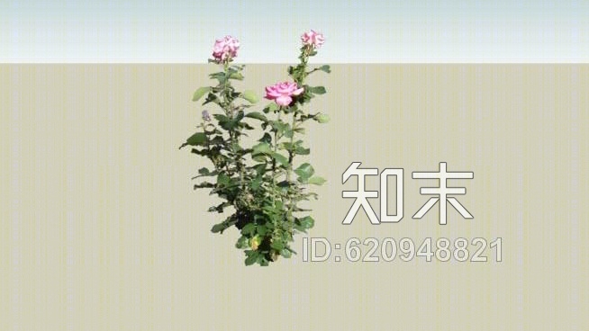 玫瑰（玫瑰）SU模型下载【ID:620948821】