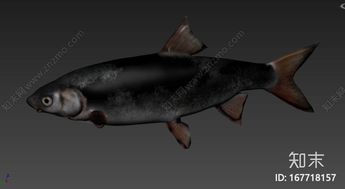 鲫鱼CG模型下载【ID:167718157】