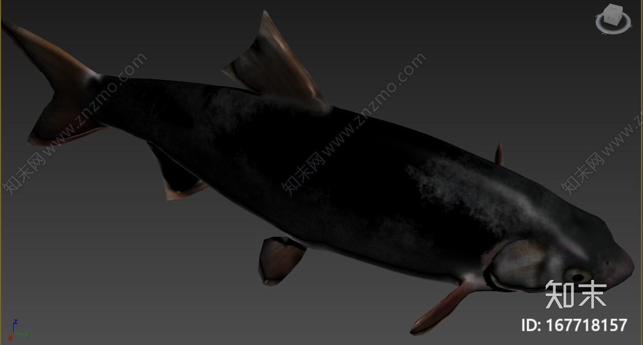 鲫鱼CG模型下载【ID:167718157】