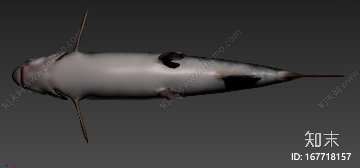 鲫鱼CG模型下载【ID:167718157】