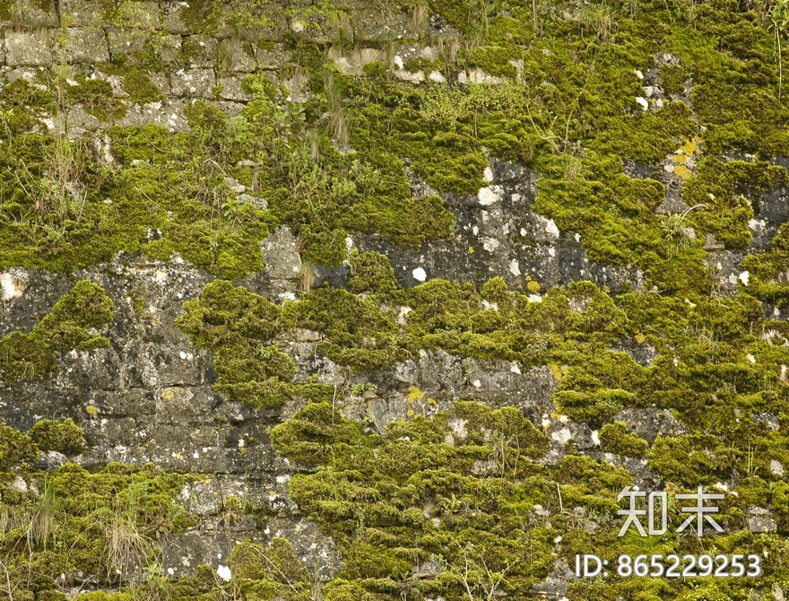苔藓贴图下载【ID:865229253】