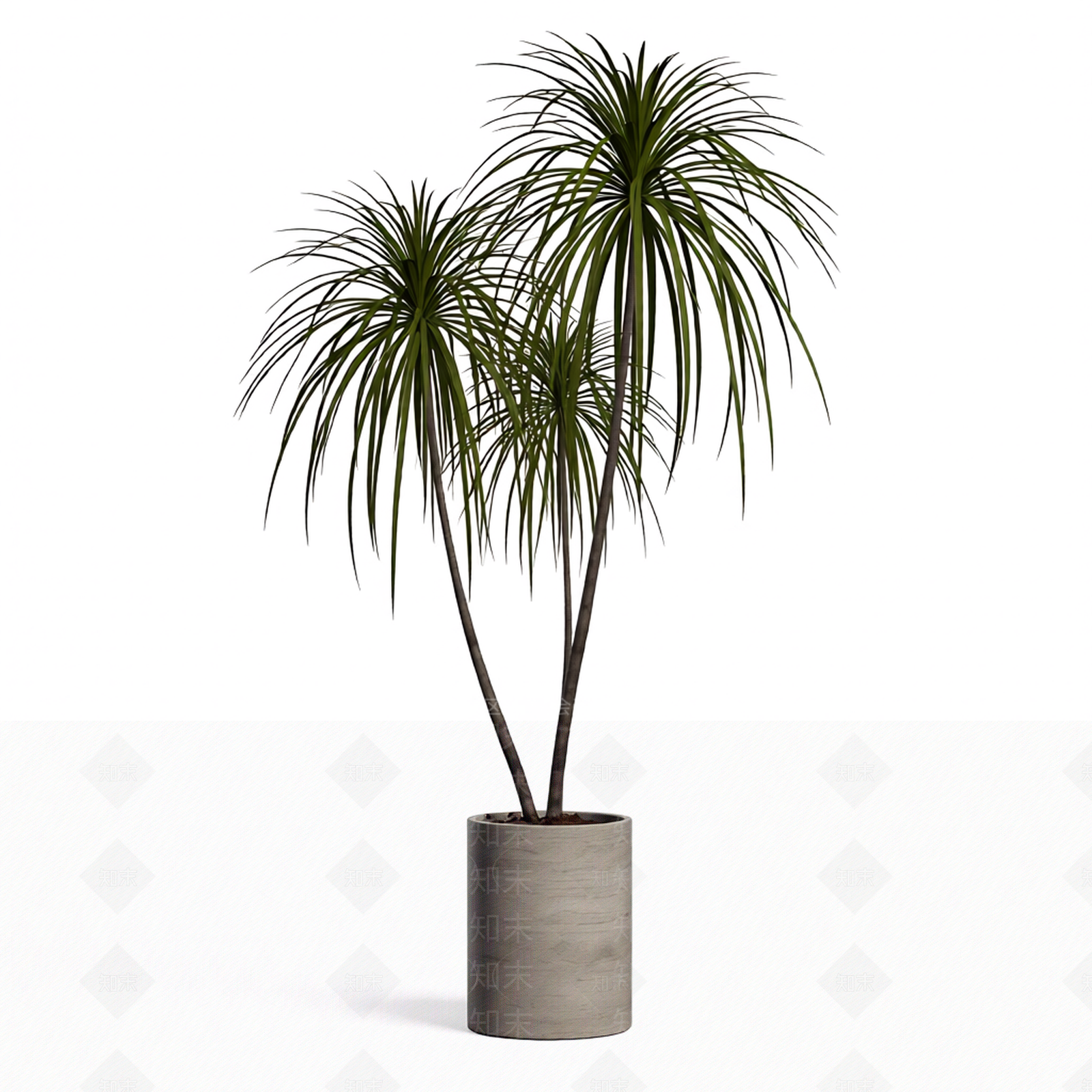 带盆多头龙血树盆栽3D模型下载【ID:1206190862】