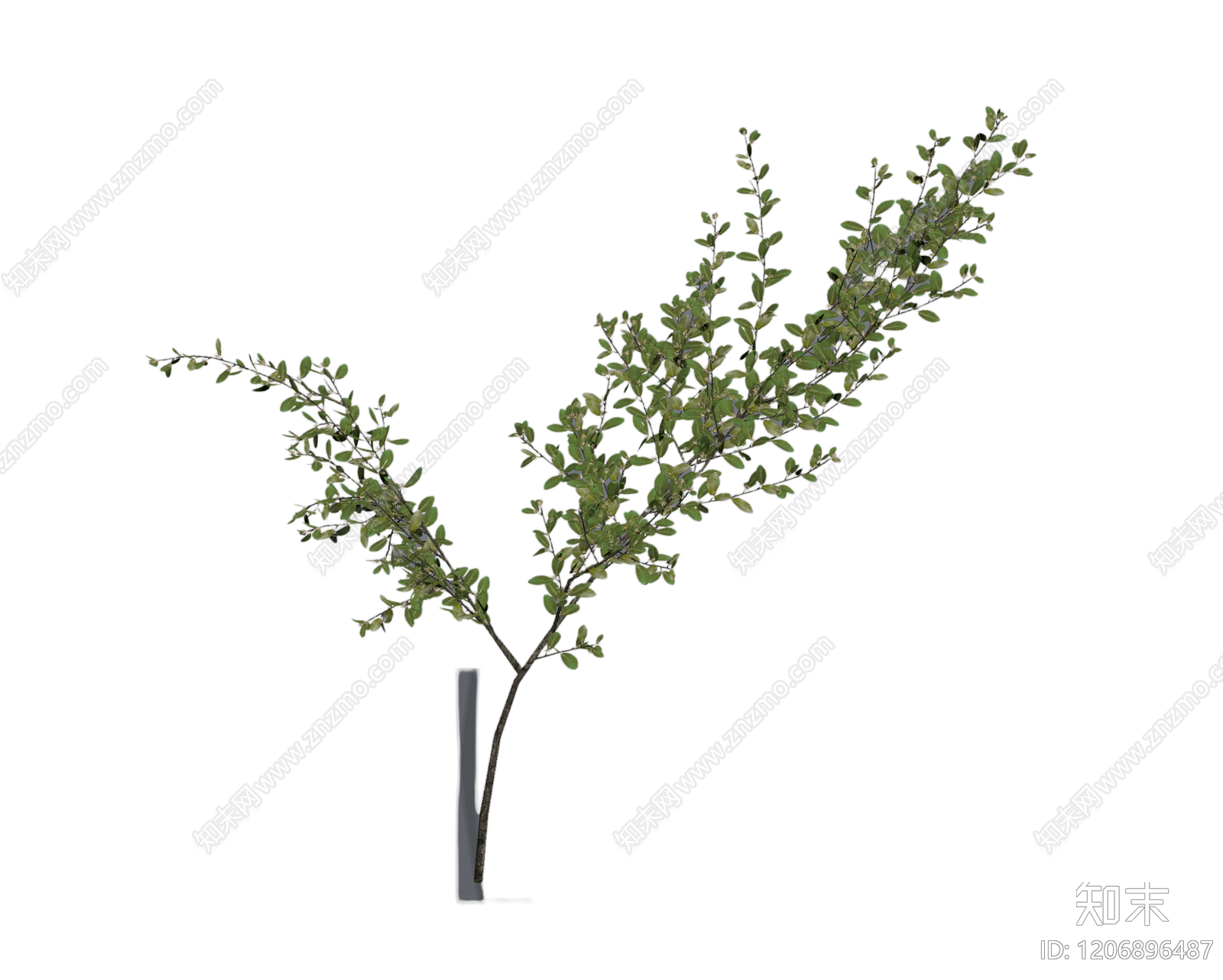 盆栽植物带花盆3D模型下载【ID:1206896487】