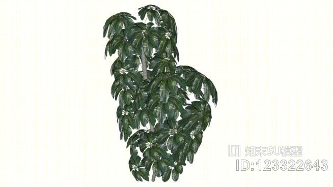 鹅掌柴树SU模型下载【ID:123322643】