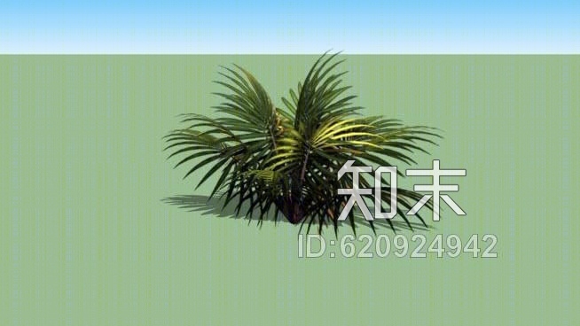 二棵棕榈树SU模型下载【ID:620924942】