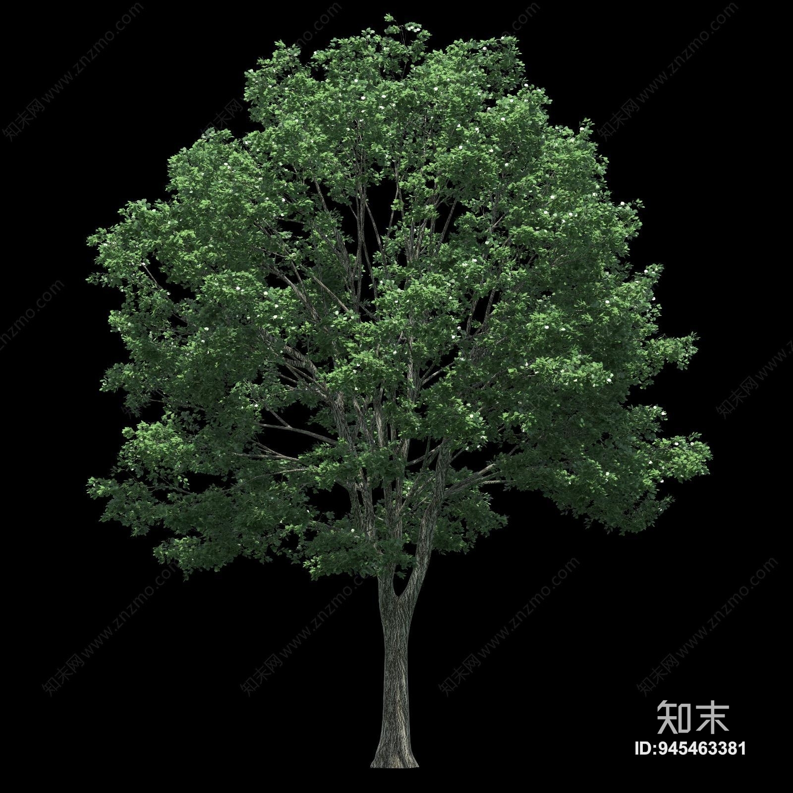 树木贴图下载【ID:945463381】