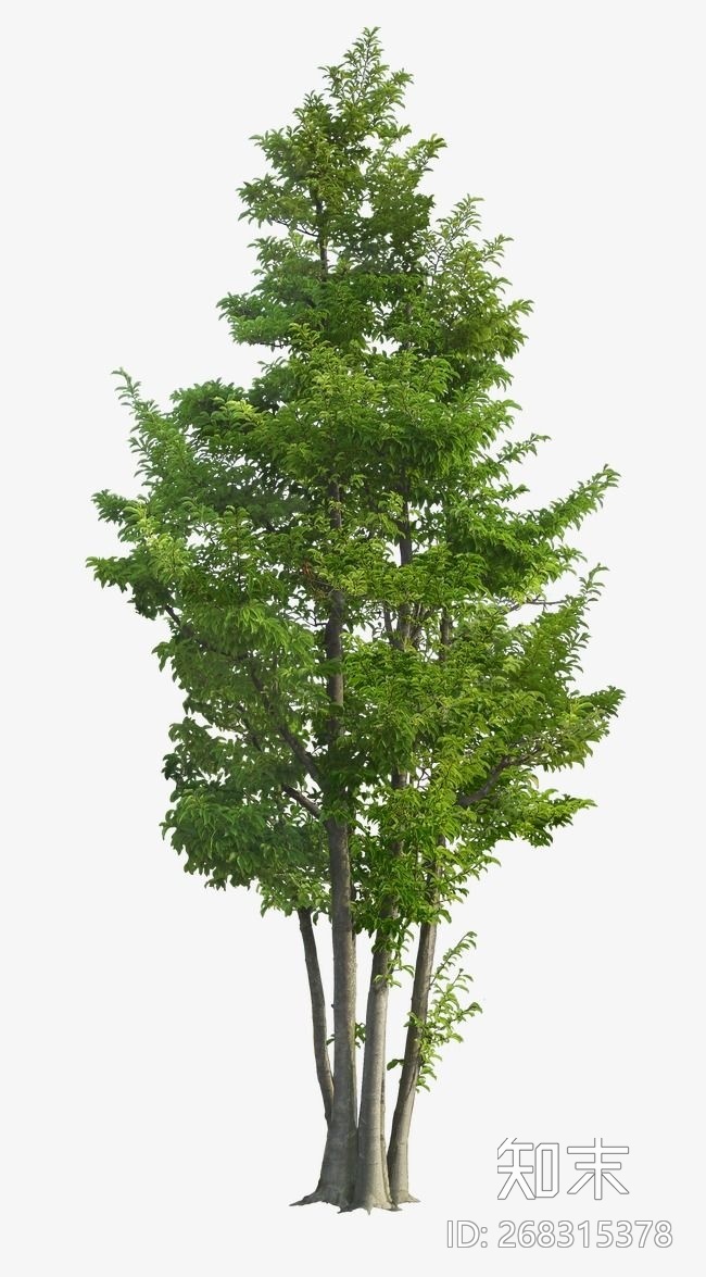 标签相似高清贴图无缝灌木花草贴图高清绿植贴图psd植物贴图绿篱贴图