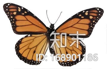 一组蝴蝶，树叶，杂物CG模型下载【ID:168901186】