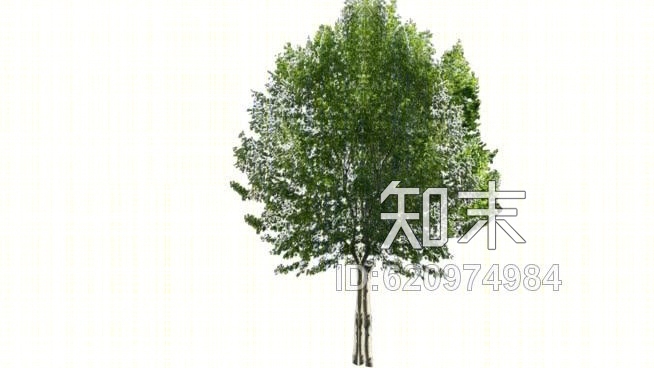 三维树SU模型下载【ID:620974984】