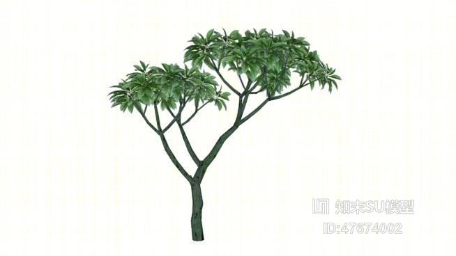树SU模型下载【ID:47674002】