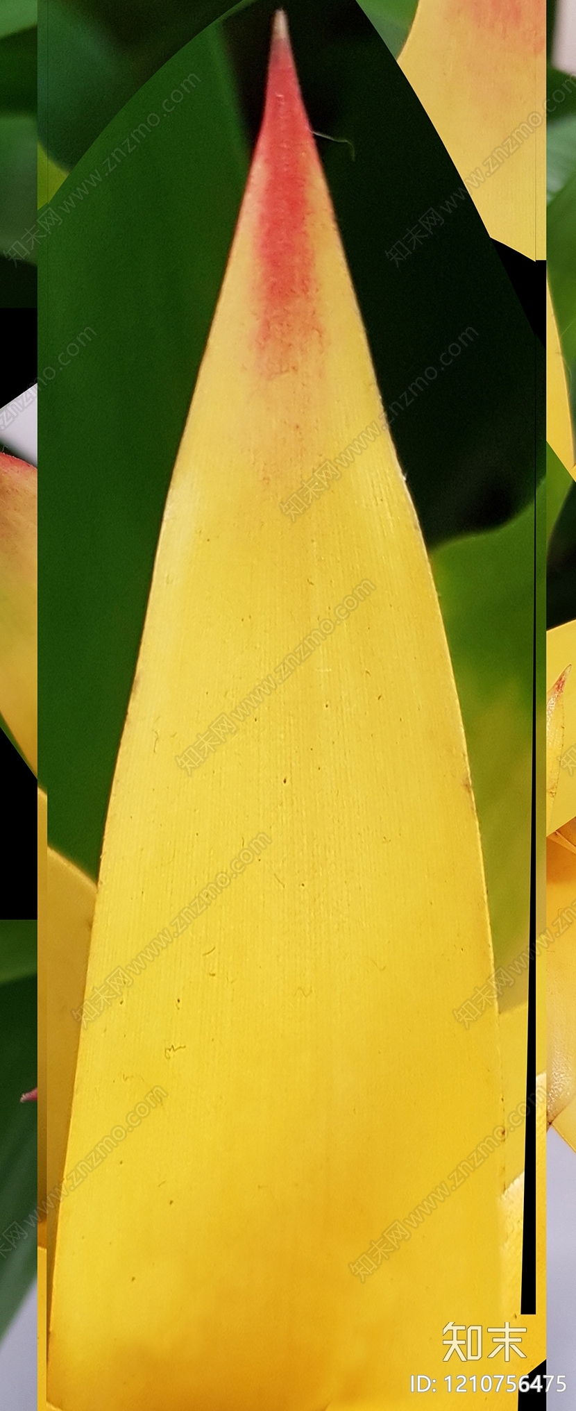 叶片纹理贴图下载【ID:1210756475】