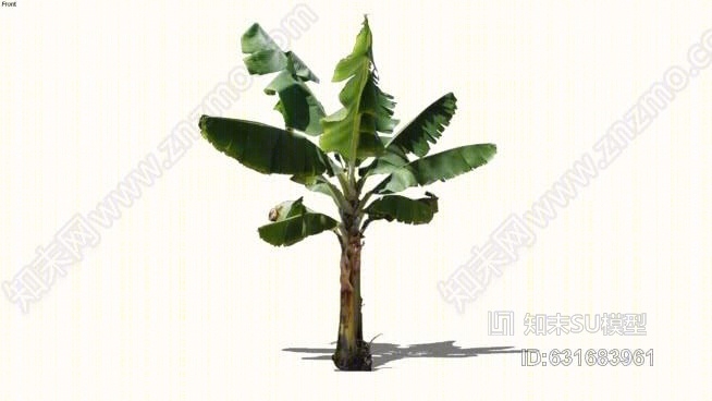 香蕉树SU模型下载【ID:631683961】