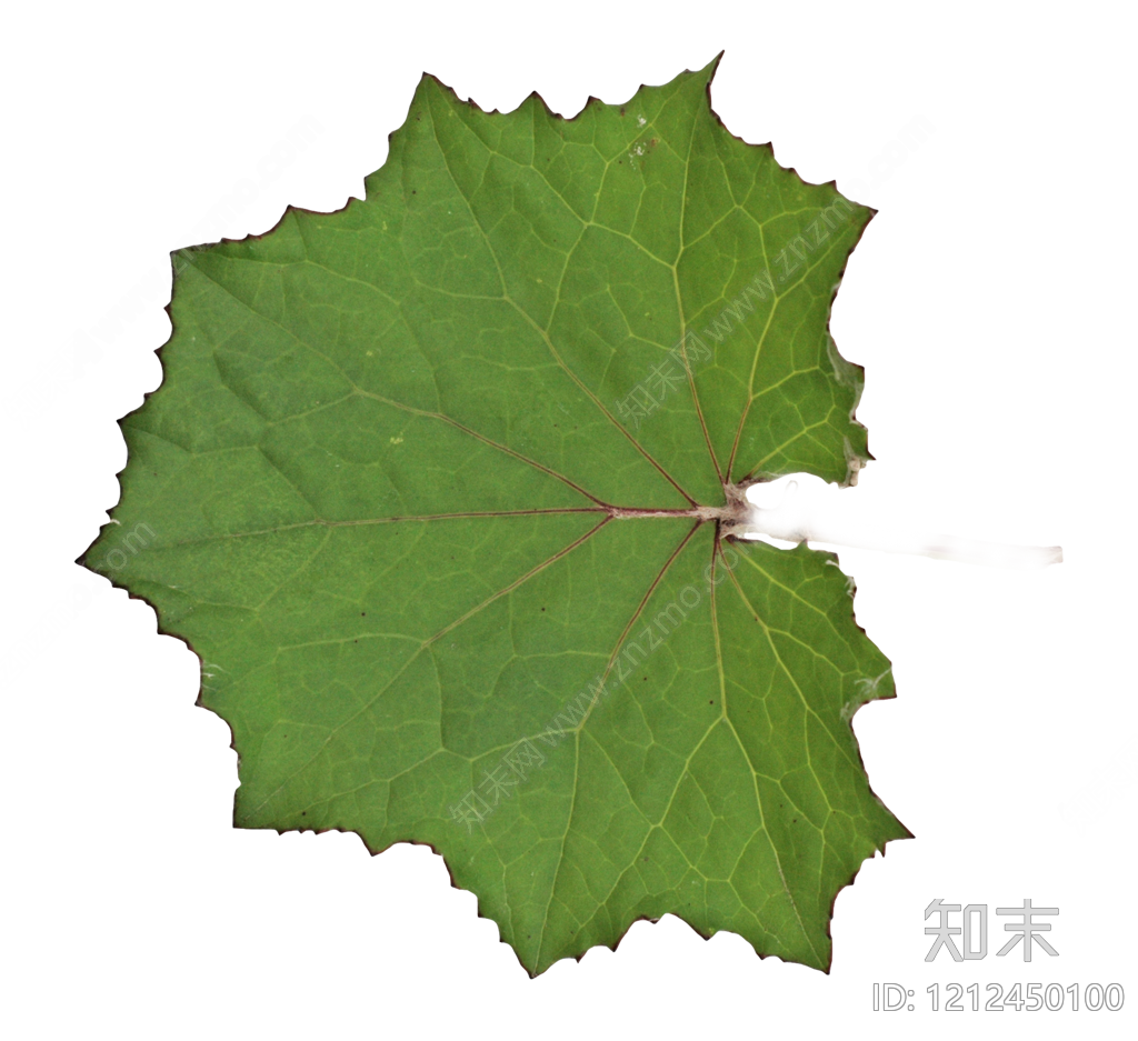 叶片纹理贴图下载【ID:1212450100】