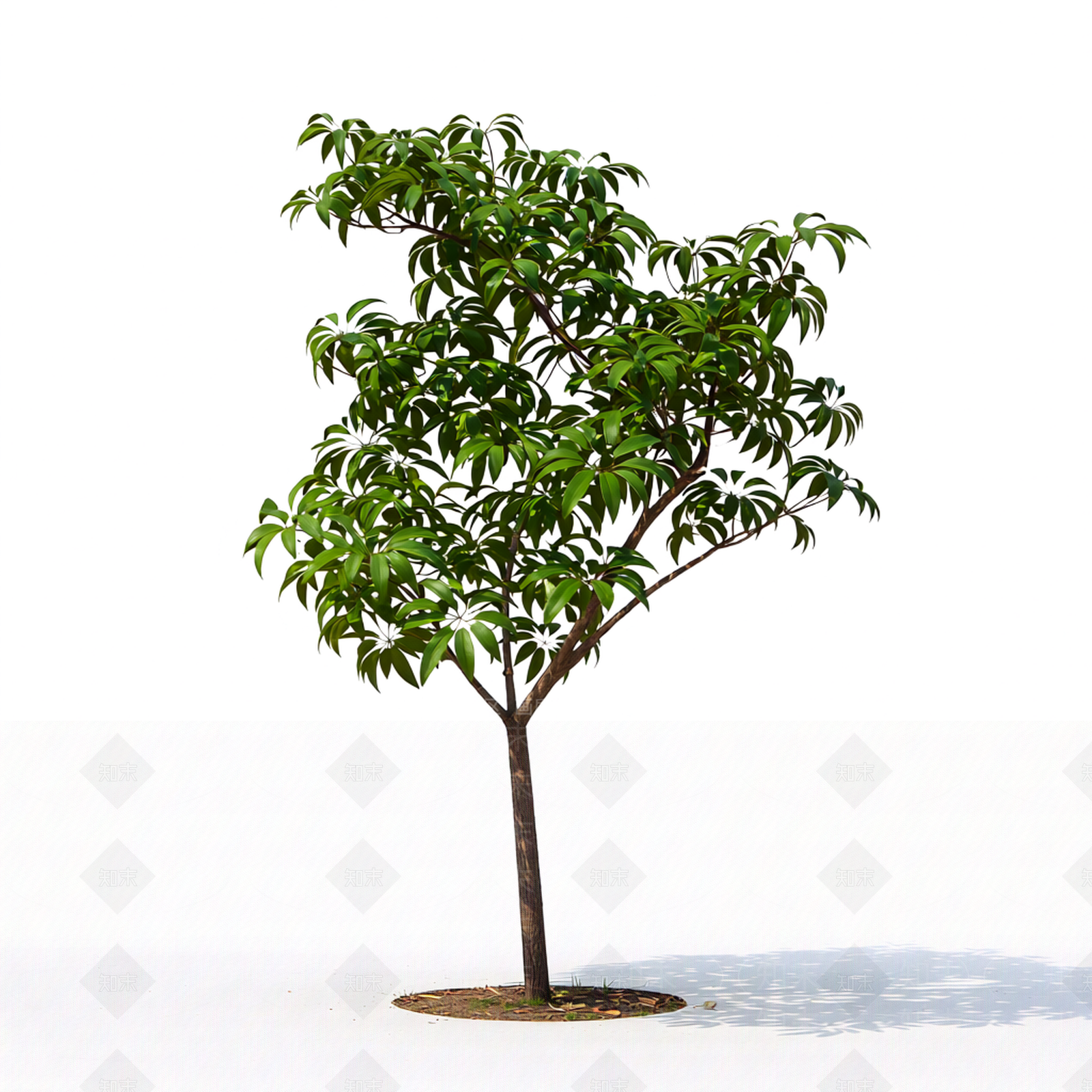 盆栽3D模型渲染效果图