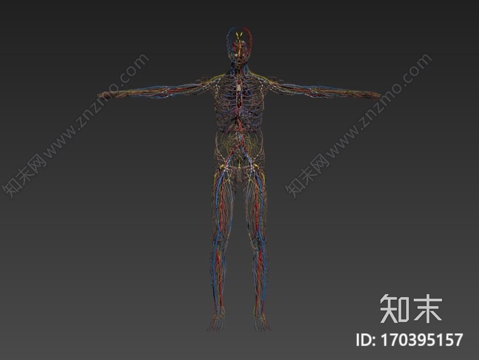 男性神经系统CG模型下载【ID:170395157】