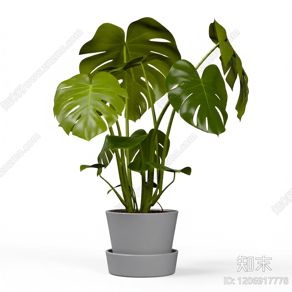 龟背竹盆栽植物3D模型下载【ID:1206917778】