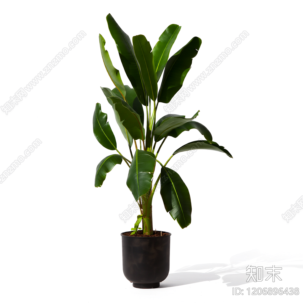 盆栽植物带花盆3D模型下载【ID:1206896438】