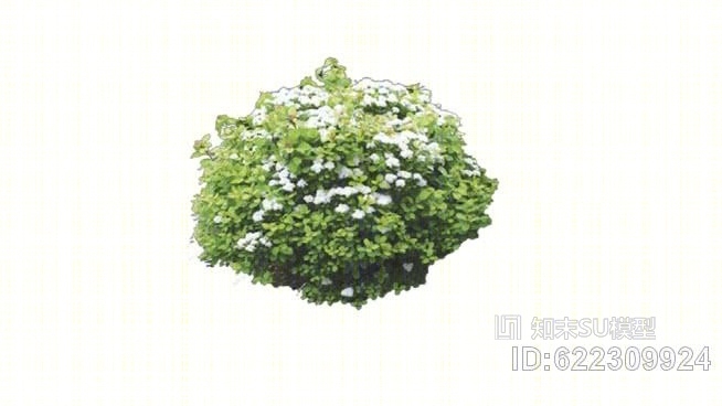 红花绣线菊SU模型下载【ID:622309924】