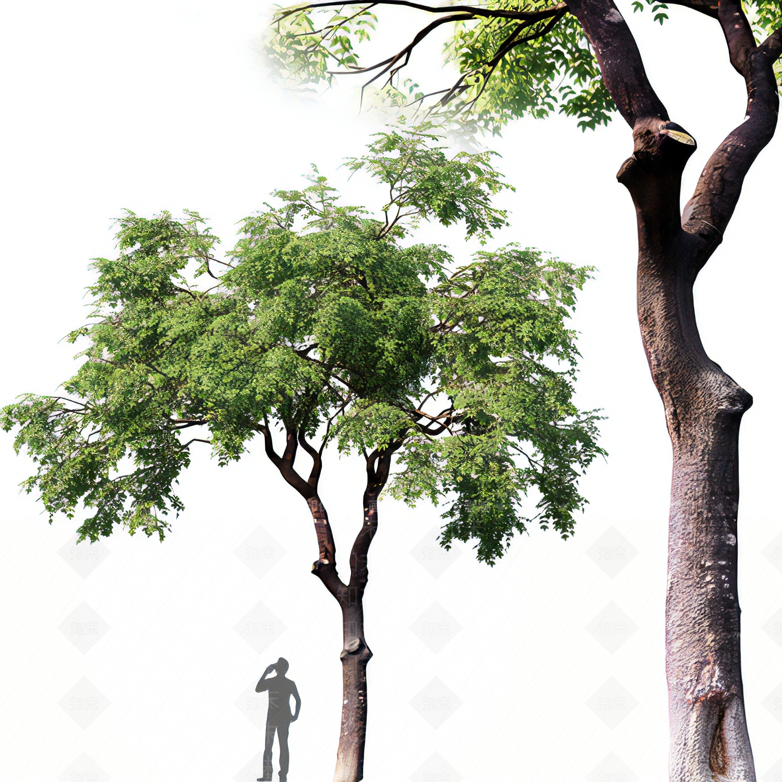 现代绿植树3D模型下载【ID:1114059687】