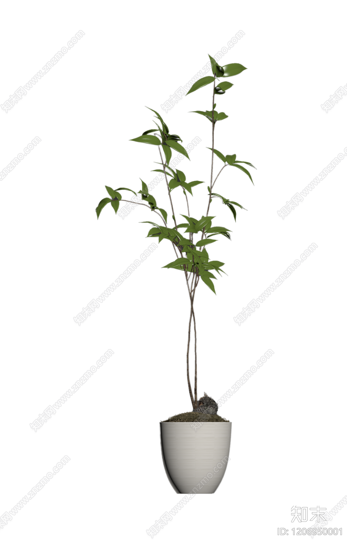 盆栽植物装饰3D模型下载【ID:1206950001】