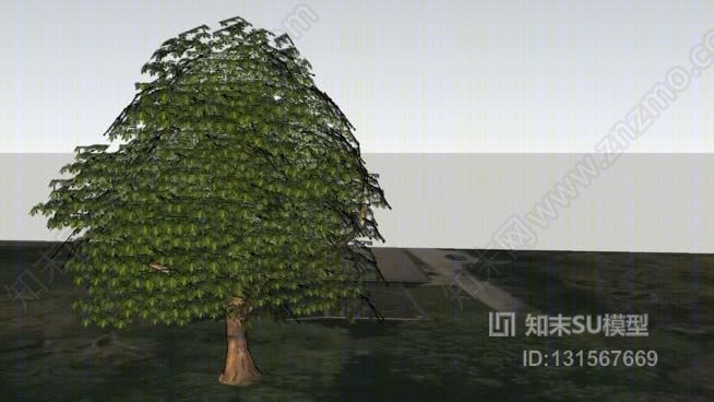 第1部分grosthuizen栗子树SU模型下载【ID:131567669】