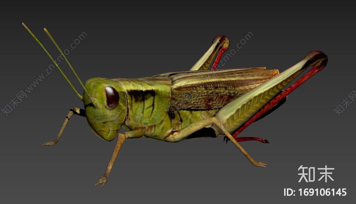 精致的蝗虫模型CG模型下载【ID:169106145】