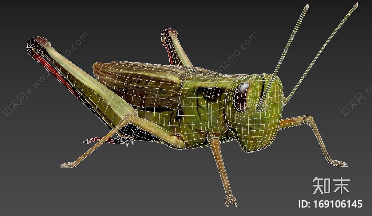 精致的蝗虫模型CG模型下载【ID:169106145】