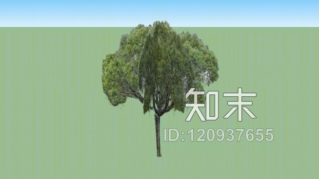 樟树（续）SU模型下载【ID:120937655】