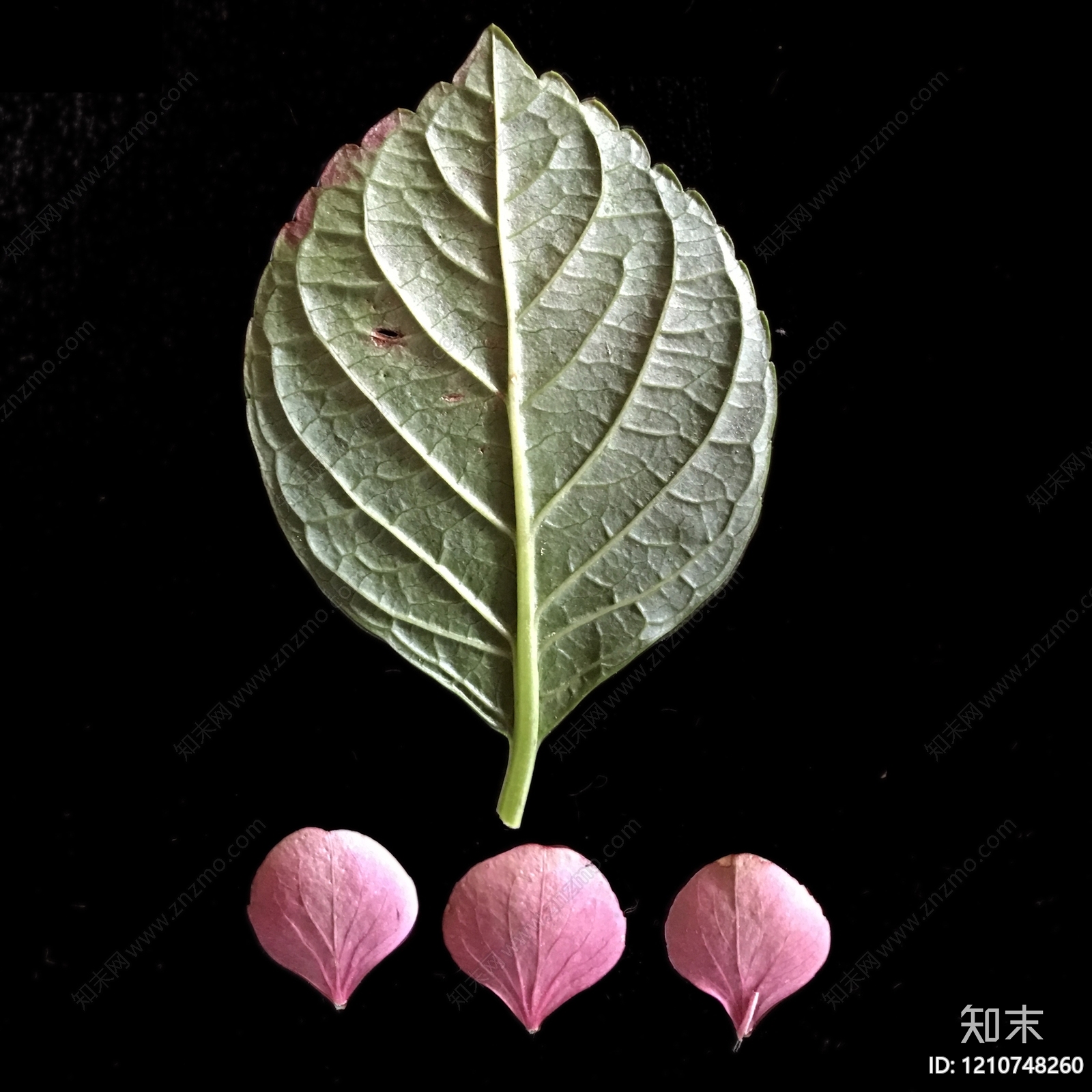 叶片纹理贴图下载【ID:1210748260】