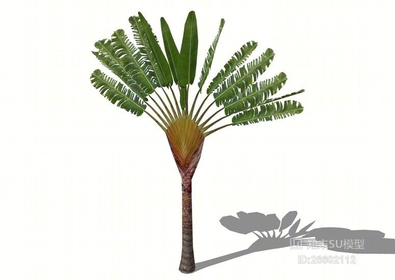 3D棕榈科植物SU模型下载【ID:26602112】