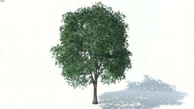 树SU模型下载【ID:27762616】