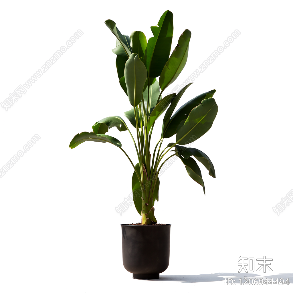 盆栽植物装饰3D模型下载【ID:1206944494】