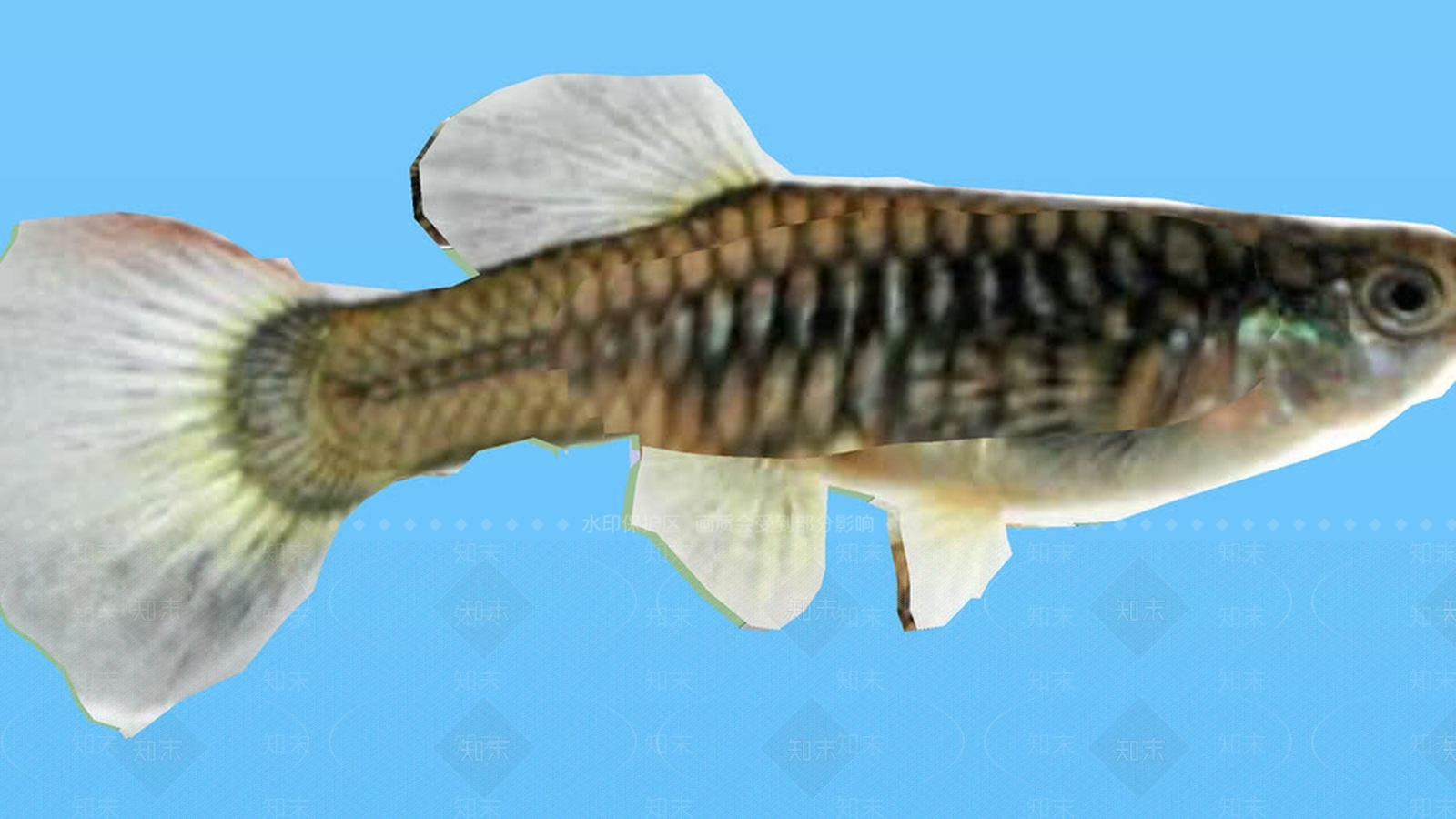 guppy.skpSU模型下载【ID:1162061956】