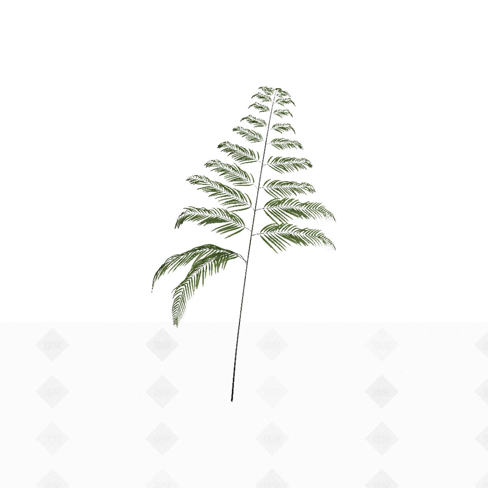 绿色蕨类植物模型3D模型下载【ID:1206188942】