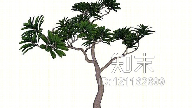 小茴香树SU模型下载【ID:121162699】