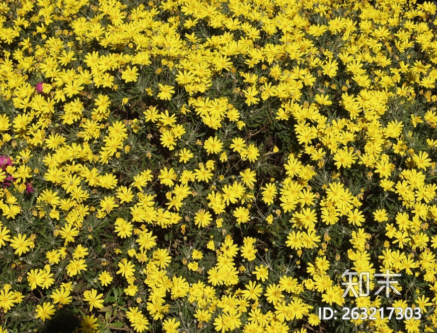 花床贴图下载【ID:263217303】