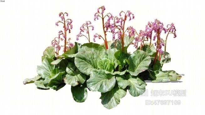 花SU模型下载【ID:47697109】