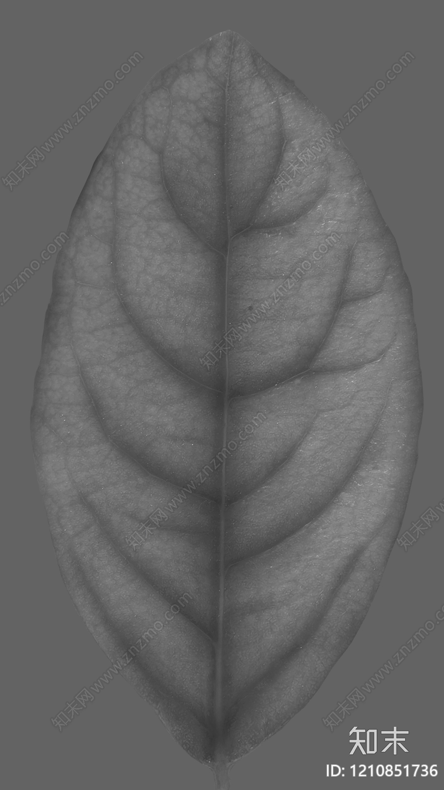 叶片纹理贴图下载【ID:1210851736】