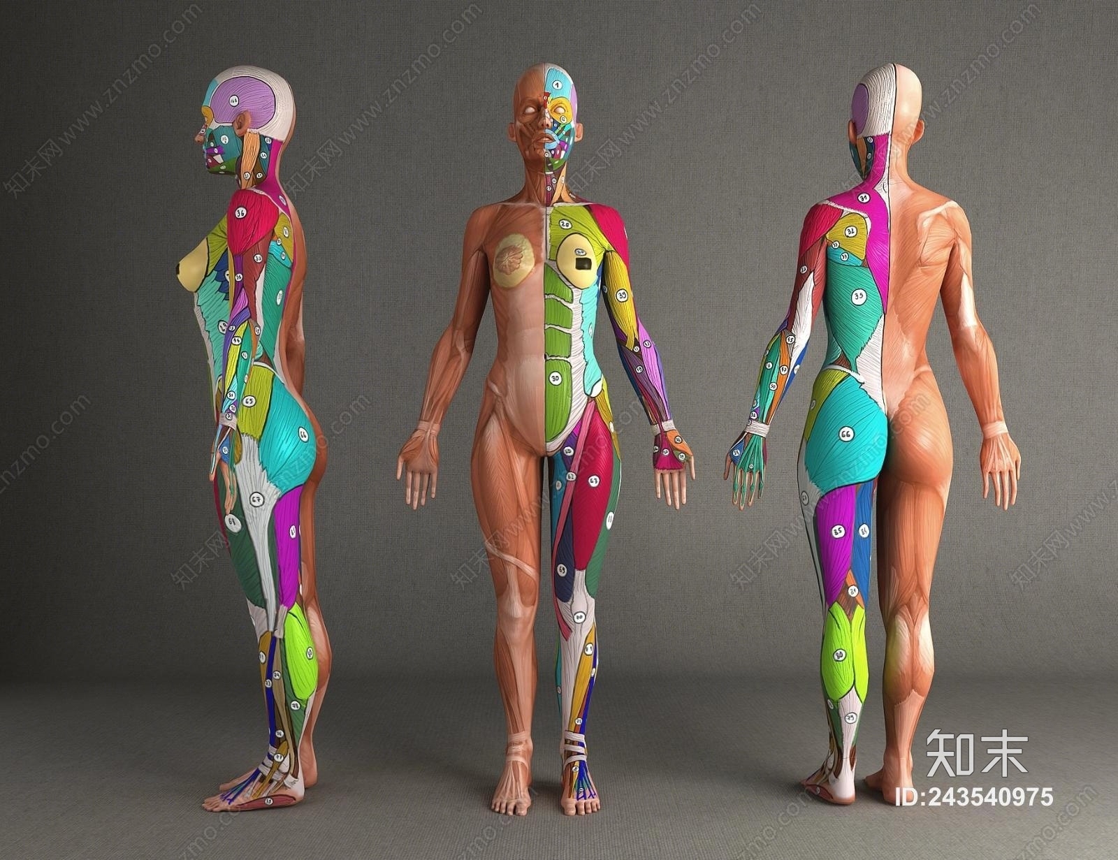 现代人体医学模特肌肉组织人体模特医疗器材人体解剖3d模型 Id 知末3d模型网 现代人体医学模特肌肉组织人体模特医疗器材人体解剖3d模型 Id 知末3d模型网
