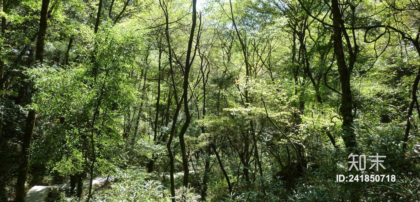 植物外景高清贴图贴图下载【ID:241850718】